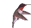 LH Hummy