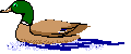 Mallard Duck