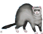 A Big Ferret - A.J.'s Ferrets