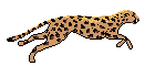 Cheetah
