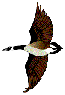 Flying Canadian Goose