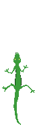 Lizard