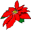 LH Poinsettia