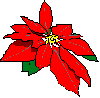 RH Poinsettia