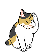 Cat Washing Face