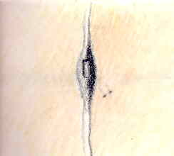 disegno di R.Lopes