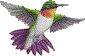 hummingbird