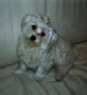 my dog