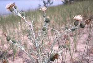 dune_thistle02.jpg - 22247 Bytes
