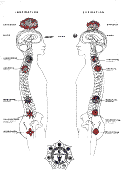 chakras3.gif (3351 bytes)