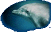 The dolphins nurture our capacity for surrender and trust, for love and serenity and facilitate a level of consciousness that has an untapped therapeutic potential for humankind..