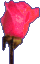 Rose, Red - Love, I Love You *******Rose, Pink - Perfect Happiness; Please Believe Me 