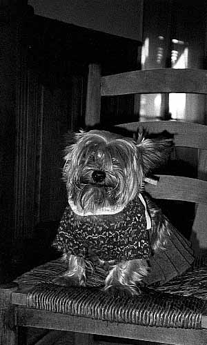 chien2.JPG - 31.673 K