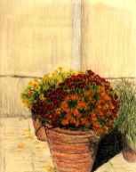 Marigolds