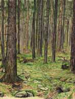 Pine-forest