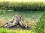 Ceppo nel lago