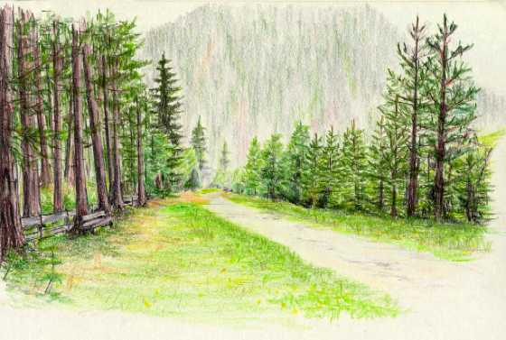 Lane in a pine-wood