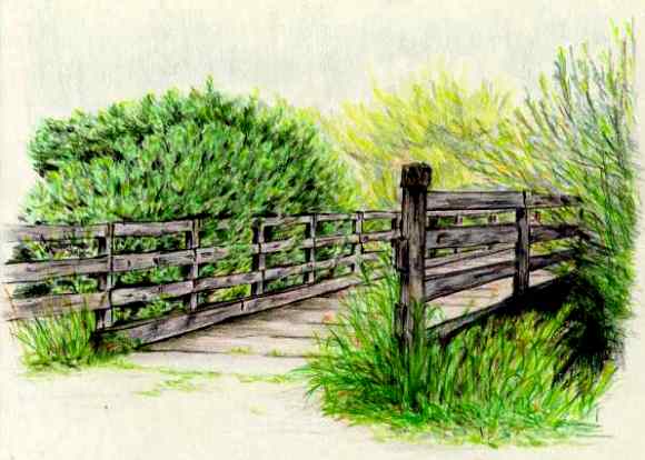 Wooden bridge in the park