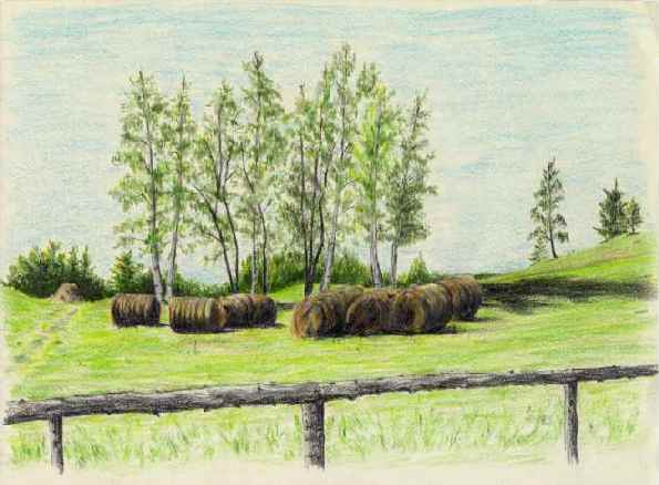 Bearches in Pian di Coltura (belluno)