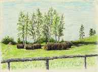 Birches near Belluno