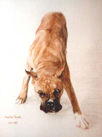 Boxer