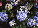 [Photo C14]