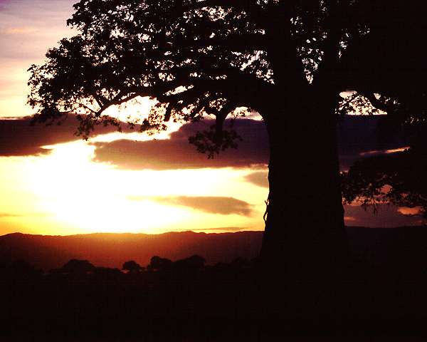 baobab