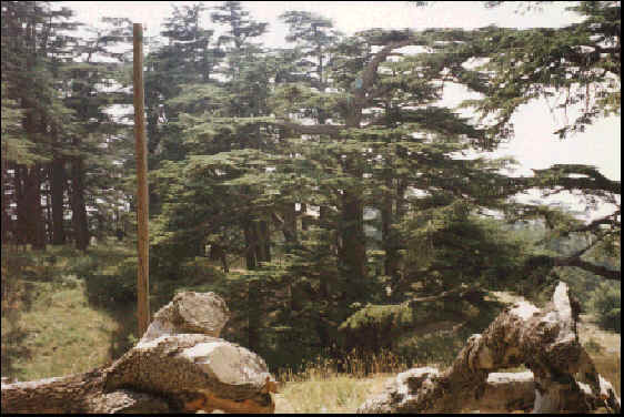 wpe7.jpg (35600 bytes)