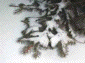 jan2000_01
