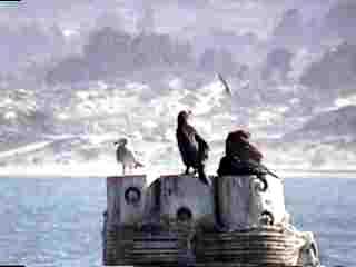 There are birds everywhere
