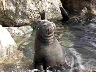 Sealion