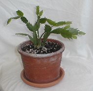 Thanksgiving Cactus