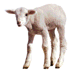 Lamb