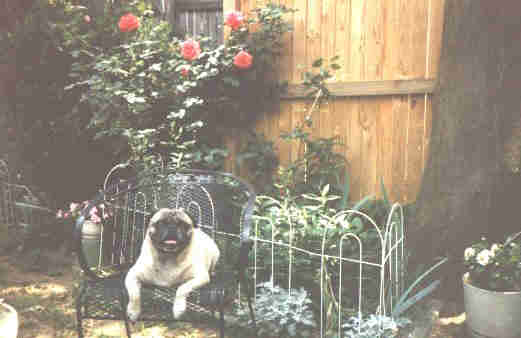 Pug.jpg - 16.03 K