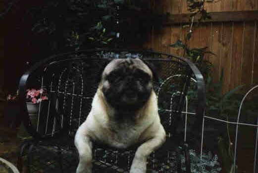Pug2.jpg - 13.35 K