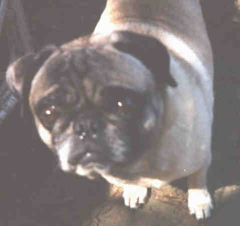 Pug5.jpg - 11.25 K