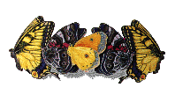 butterflies