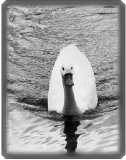 Mother Goose
