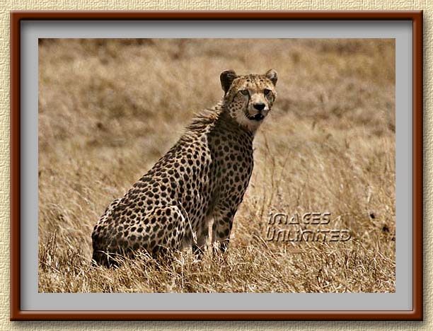 Cheetah at Masai Mara