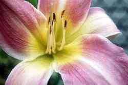 daylily