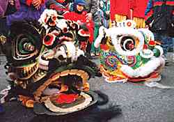close up of lion's heads