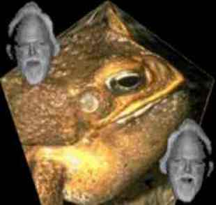 Pronto para os anuros do inferno?