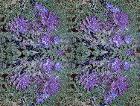 wtrweed.jpg 140x106