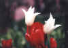 R&WTULIP.JPG (45484 bytes)