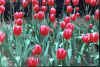 TULIPS.JPG (48866 bytes)