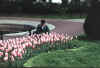 TOMTULIP.JPG (93052 bytes)