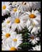 daisies
