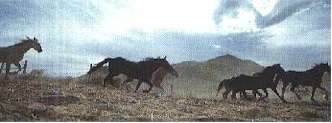 horses