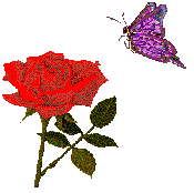 Butterfly and Rose