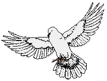 White Dove